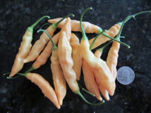 Aji Melocoton