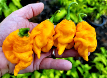 Fatalii "Ella"Scorpion Yellow