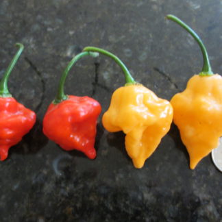 Naga Morich x Scotch Bonnet