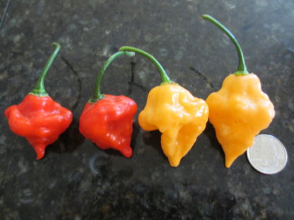 Naga Morich x Scotch Bonnet