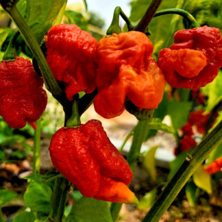 Primo x Bhut Orange Copenhagen (BOC)