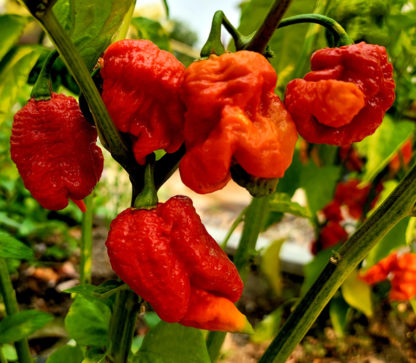 Primo x Bhut Orange Copenhagen (BOC)